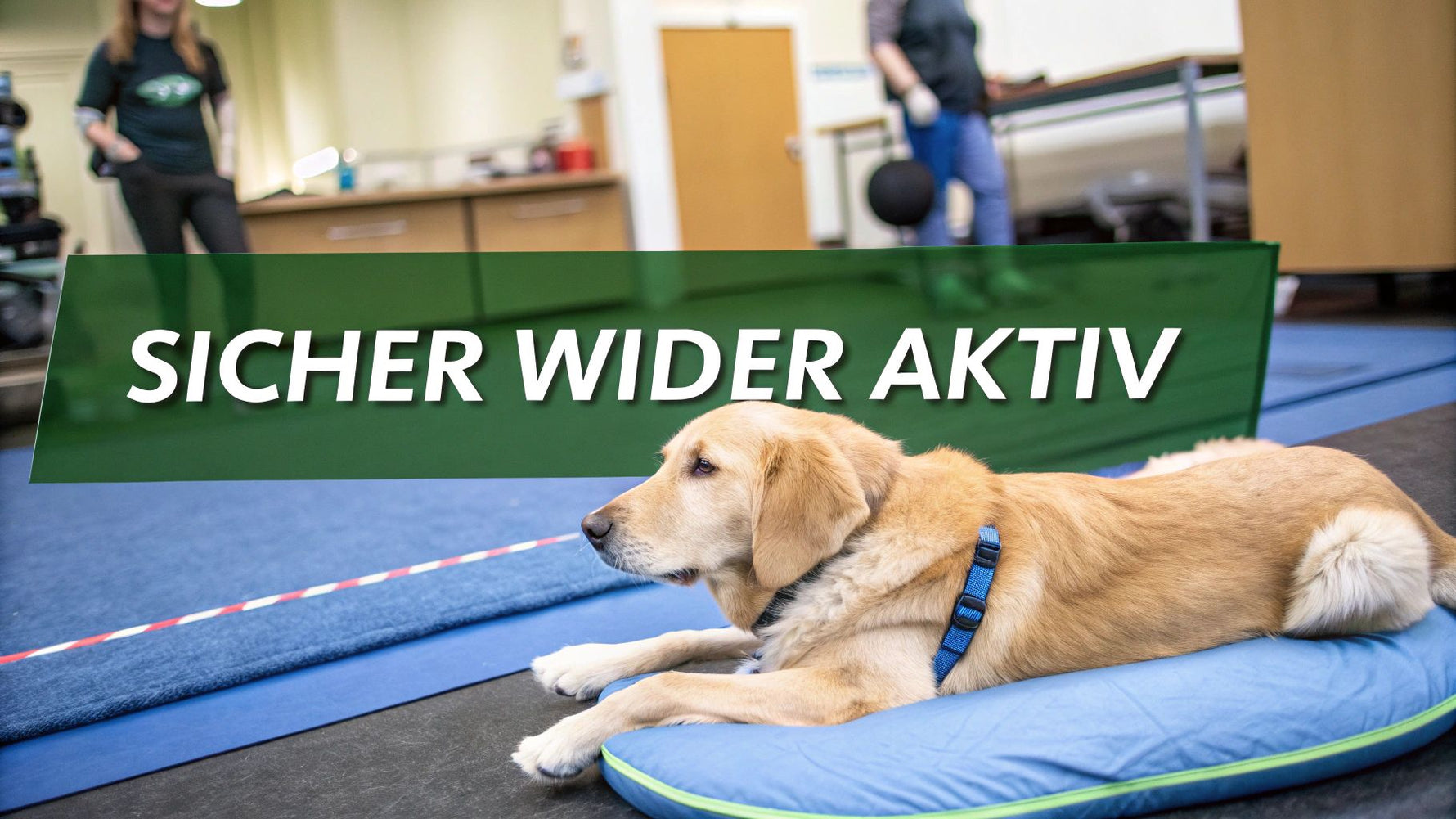 Bewegungsplan Hund nach Kreuzband-OP: Schnell & Sicher wieder aktiv