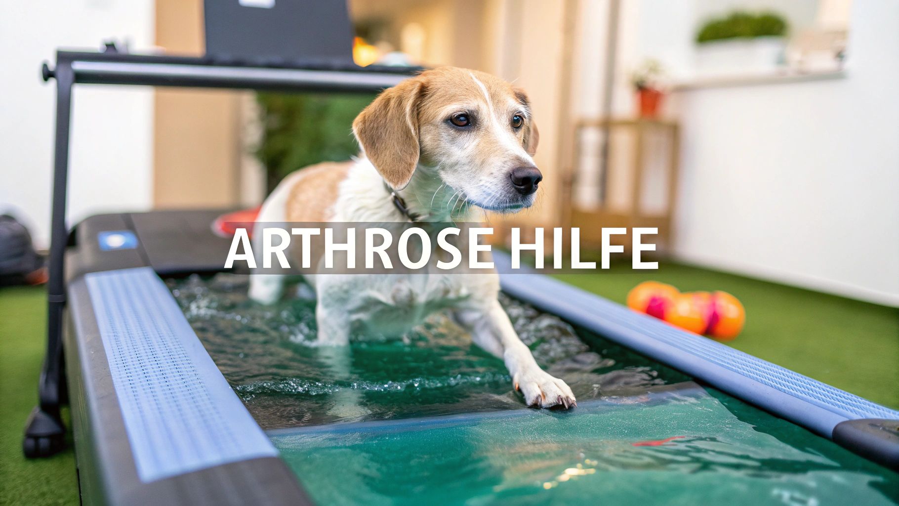 Arthrose Hund Was Hilft Wirklich