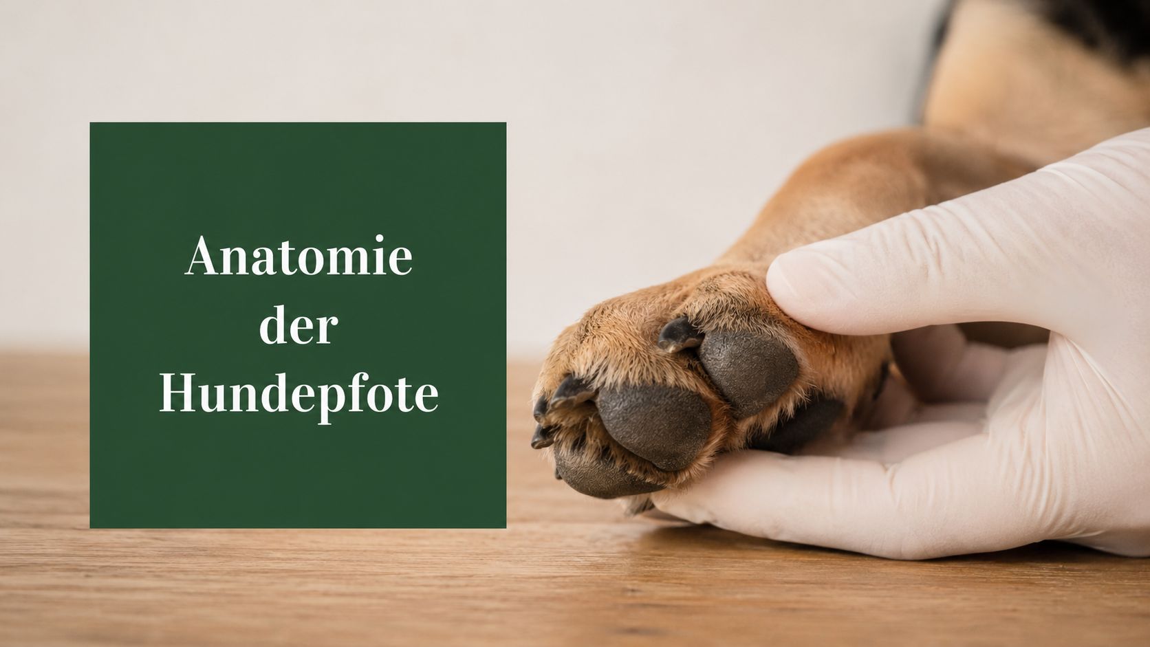Anatomie der Hundepfote: Fundament der Hundegesundheit