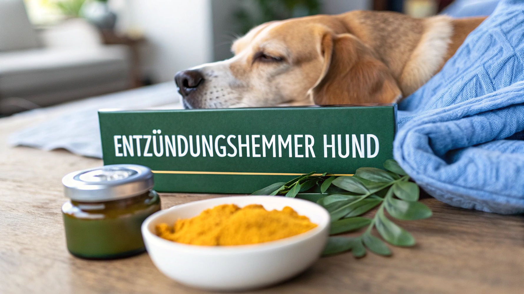 Entzündungshemmer für den Hund: entzündungshemmer hund hausmittel und Tipps