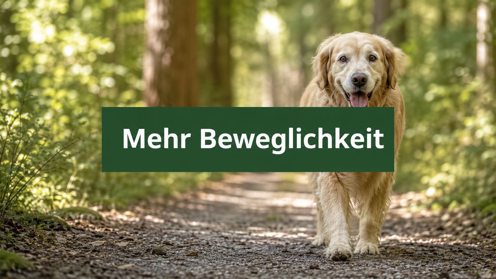 Mehr Beweglichkeit: Arthrose Hund Nahrungsergänzung 2026