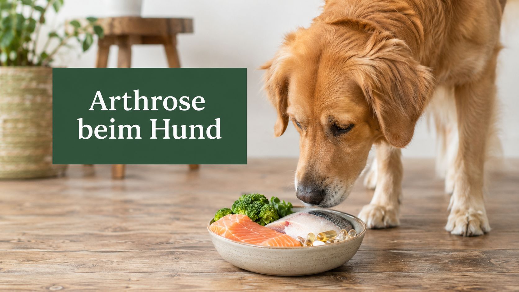 Hund Arthrose Ernährung effektiv gestalten