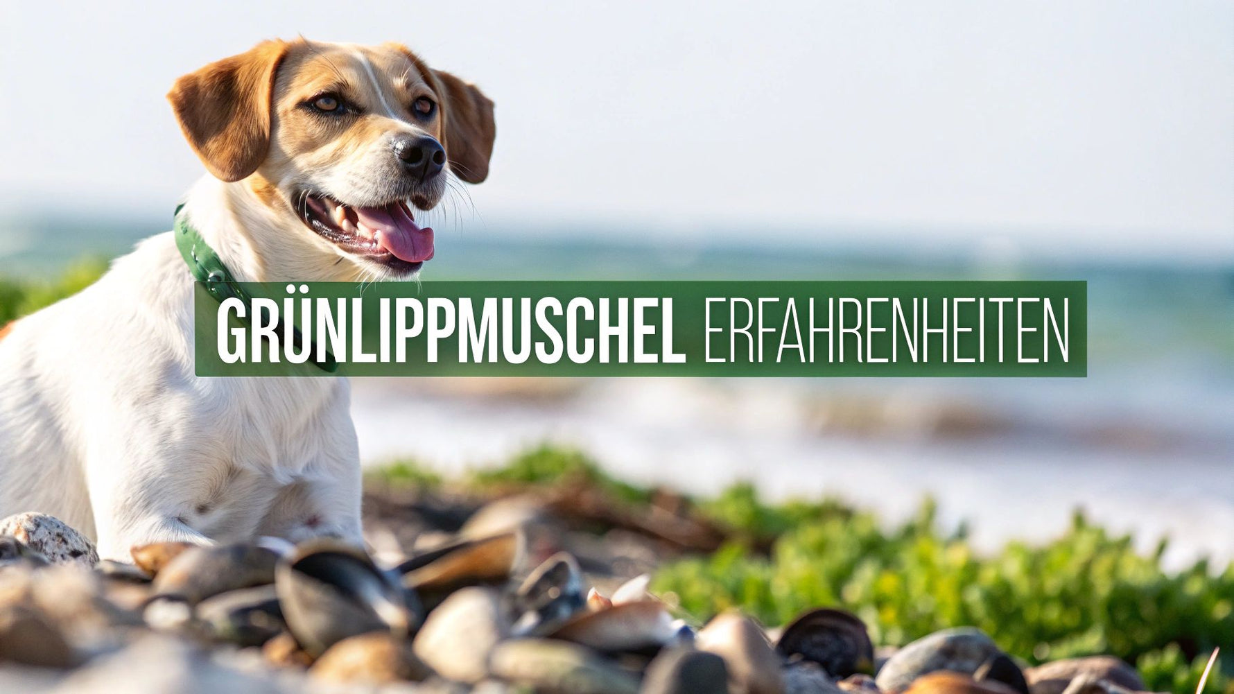 Grünlippmuschel Hund Erfahrungen was wirklich hilft