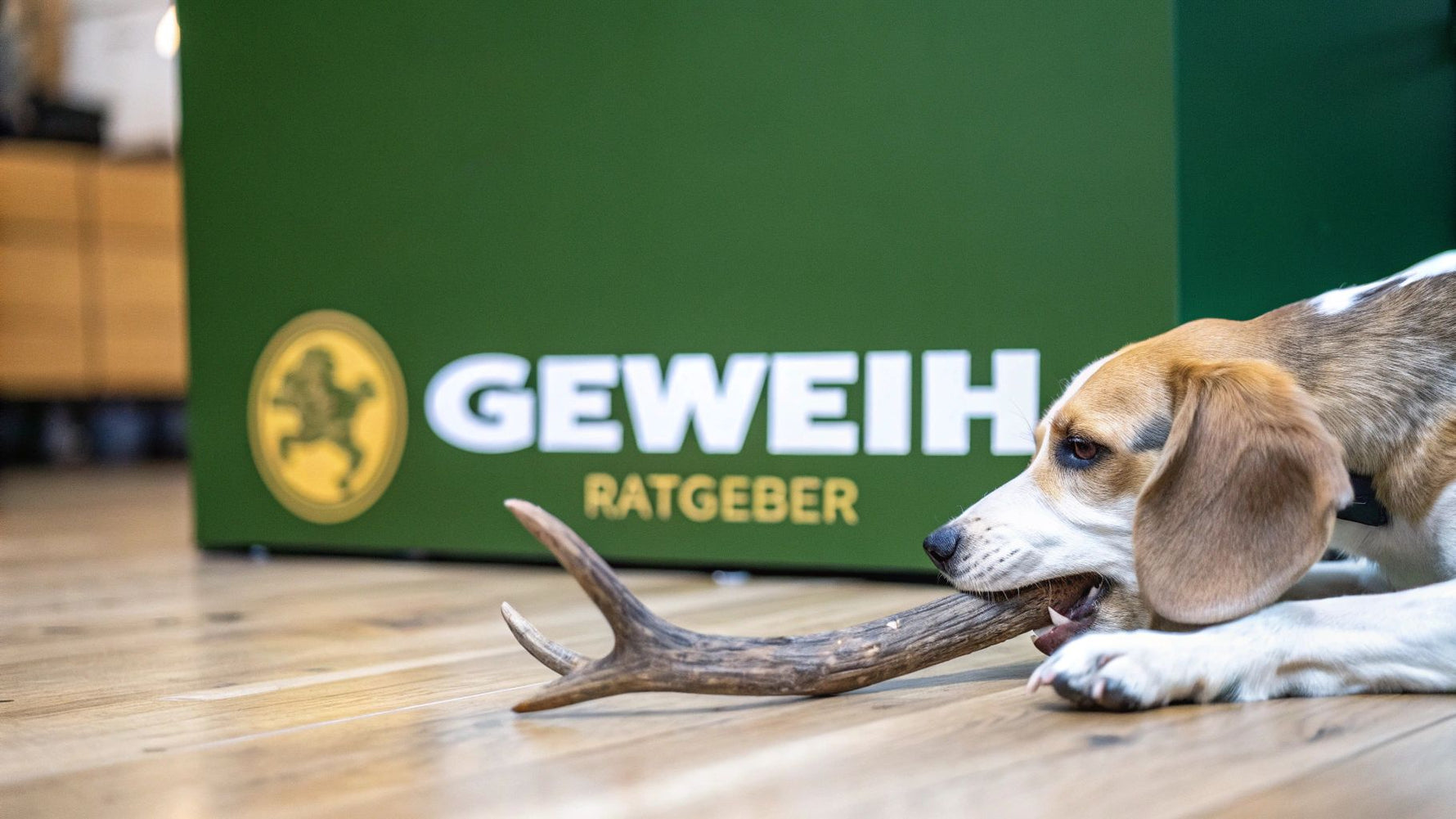 Geweih für hunde Ihr kompletter ratgeber