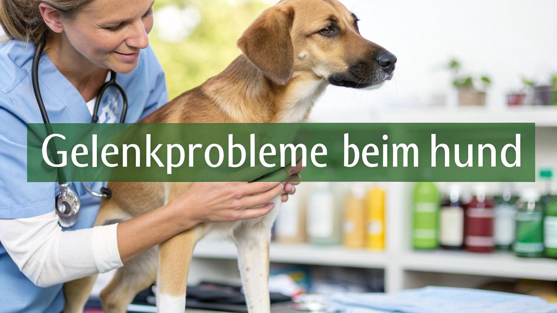 gelenkprobleme beim hund: Ursachen, Symptome & Behandlung