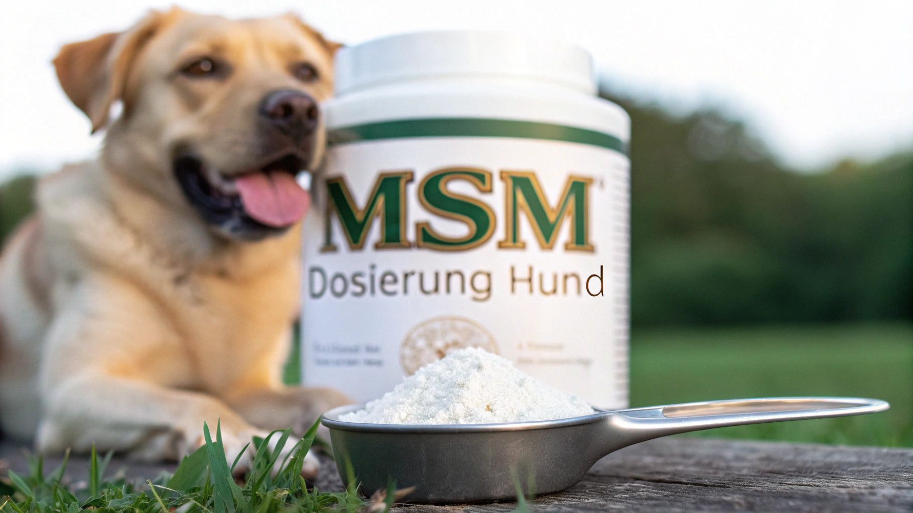 Dosierung MSM Hund: Optimale Anwendung für Gelenke & Fell