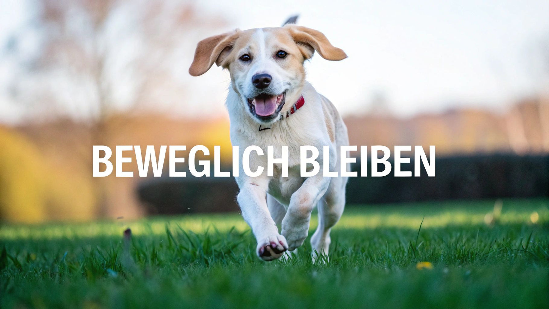 Beweglich bleiben mit Nahrungsergänzungsmittel Gelenke Hund