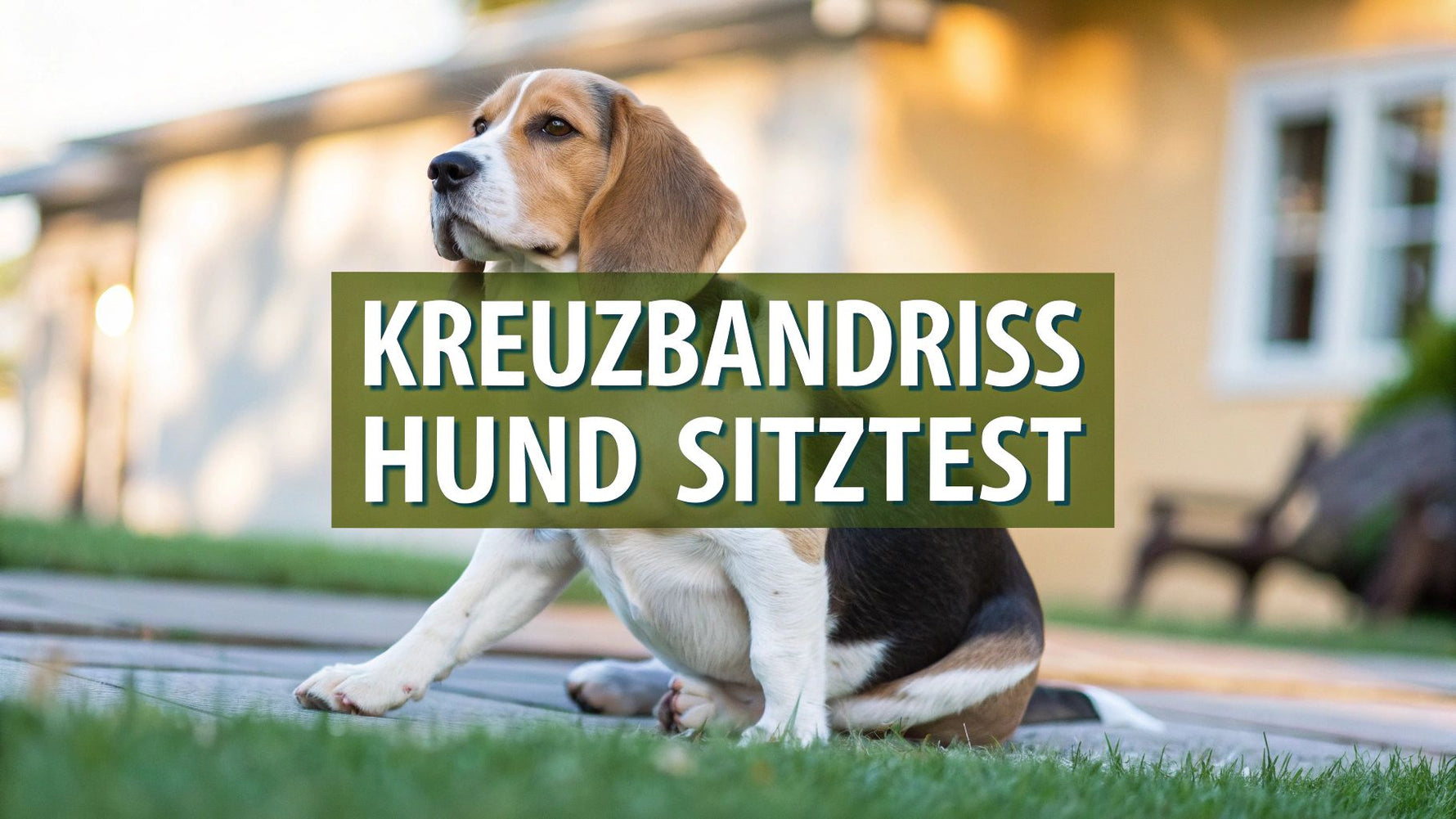 Kreuzbandriss Hund Sitztest Anzeichen sicher erkennen