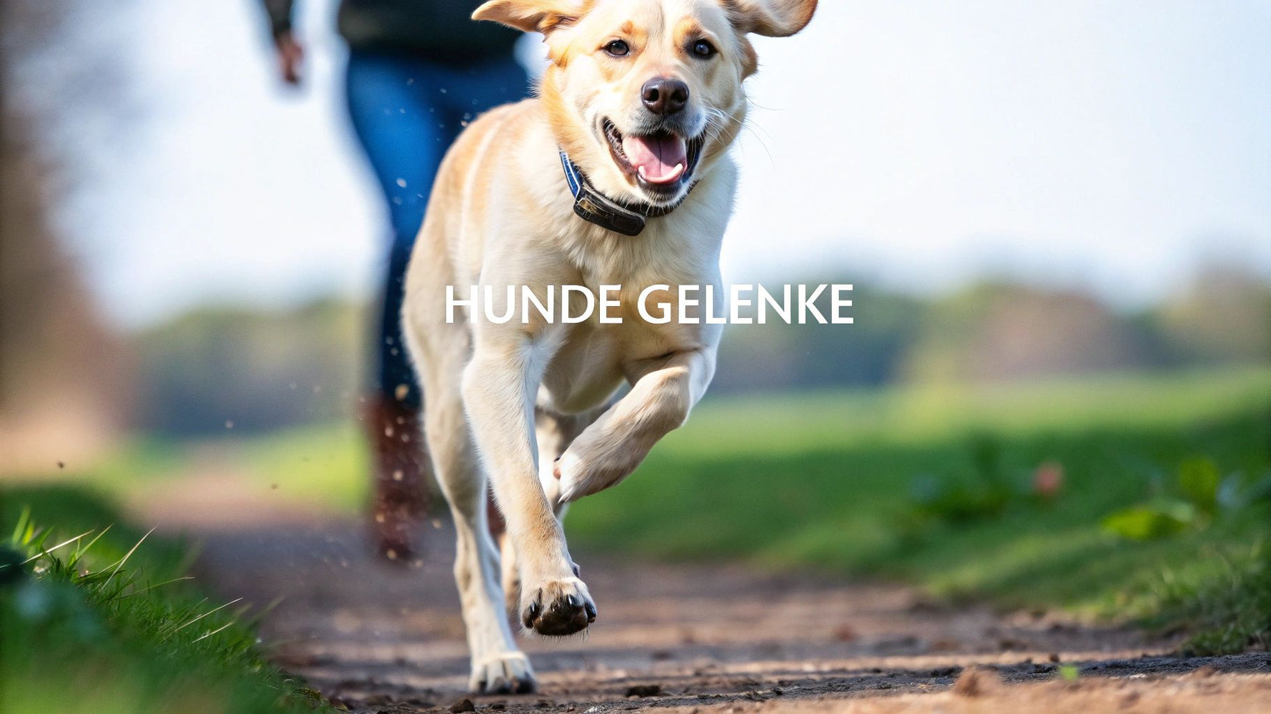 Nahrungsergänzungsmittel für Hunde Gelenke erklärt