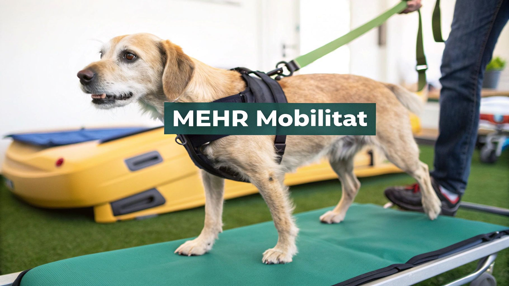 Alter Hund Hinterbeine Schwach? Ursachen & Tipps für mehr Mobilität