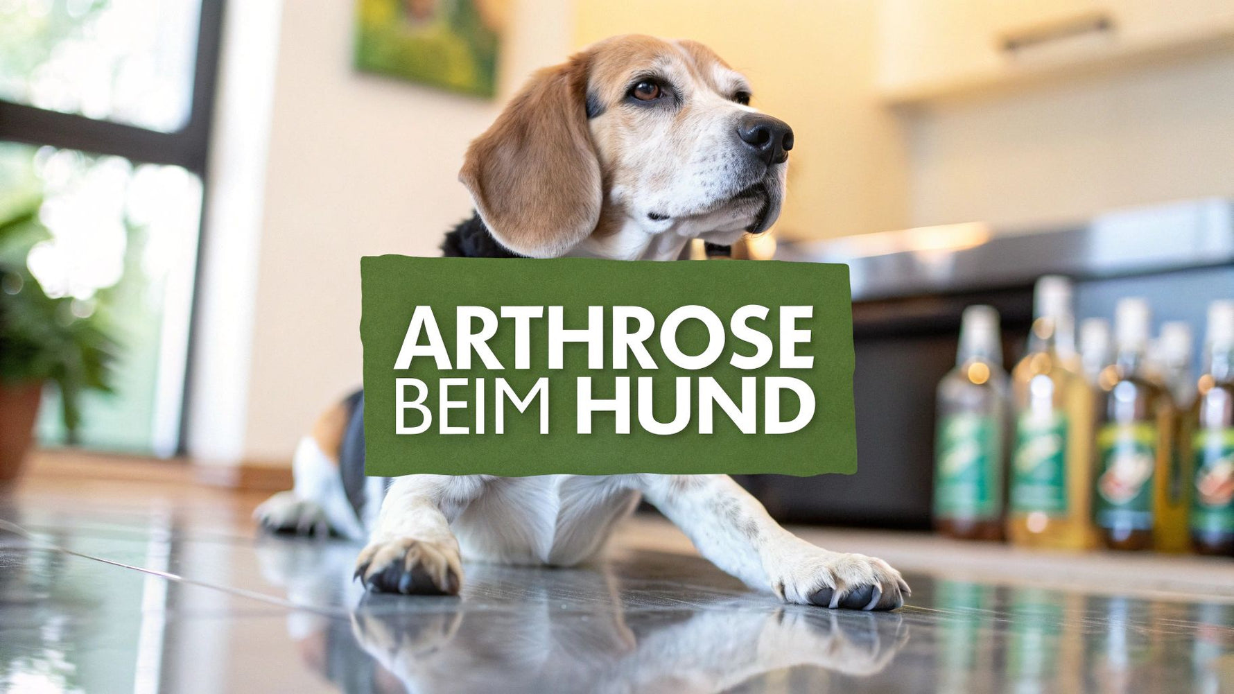 Arthrose Hund homöopathisch behandeln – Tipps & Möglichkeiten