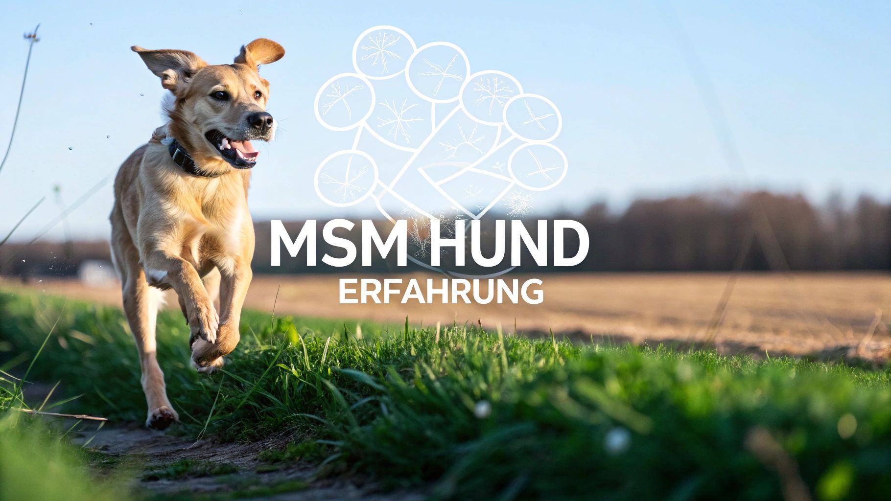 MSM Hund Erfahrung und was wirklich dahinter steckt