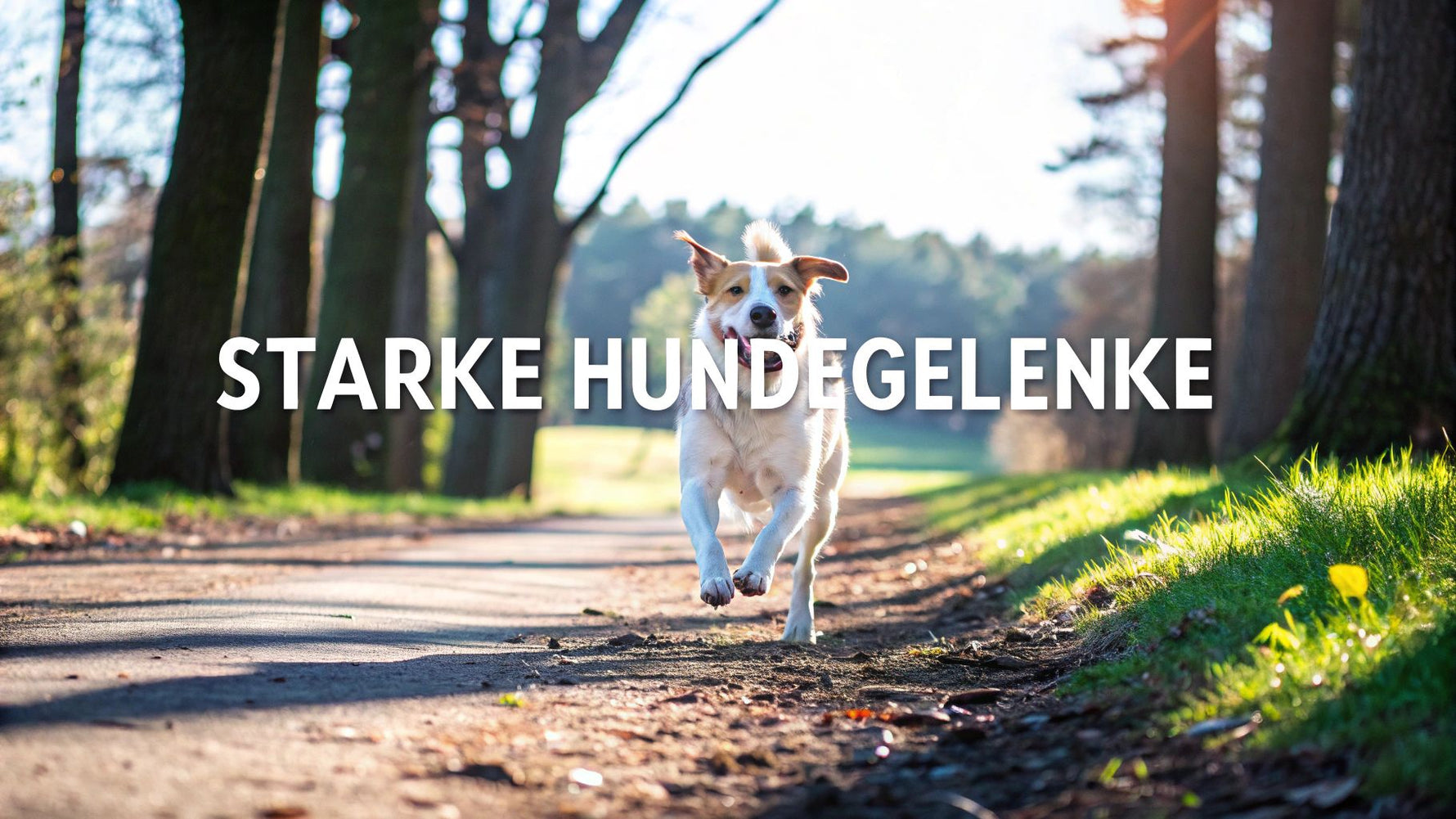 Hunde Gelenke Stärken – Tipps für mehr Mobilität & Gesundheit