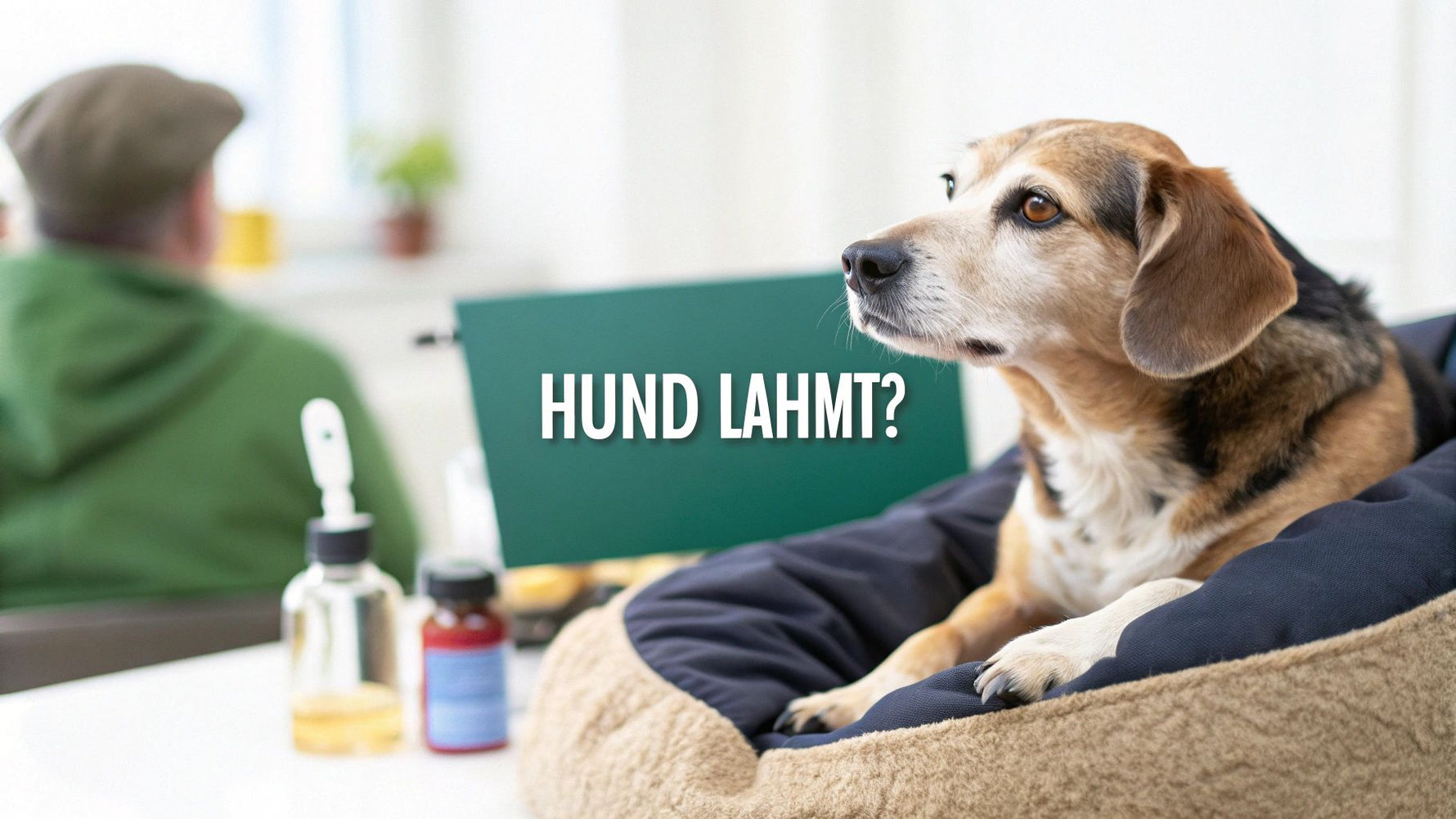 Hund lahmt nach Aufstehen? Ursachen und schnelle Hilfe