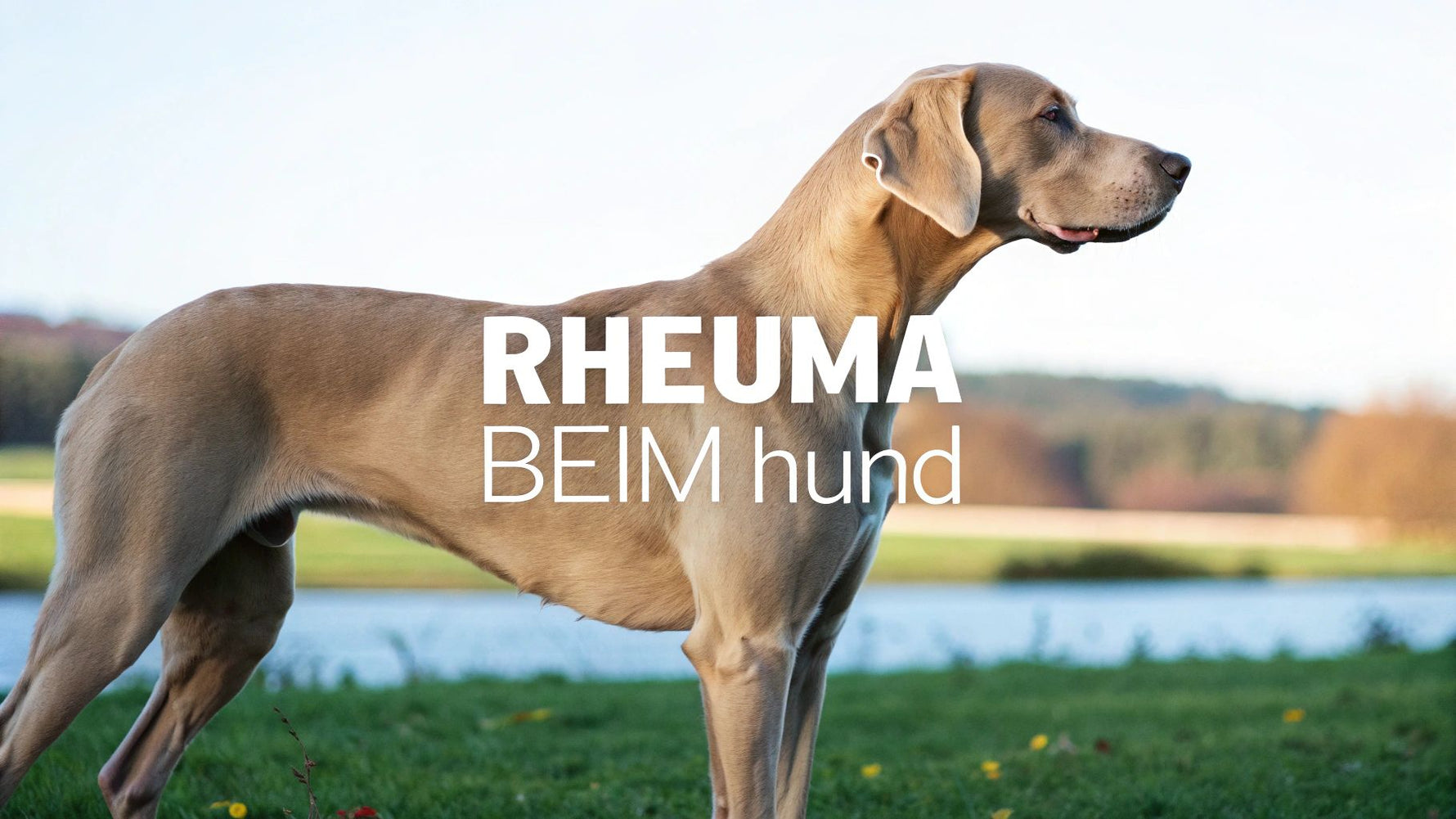 Rheuma beim hund erkennen und richtig behandeln