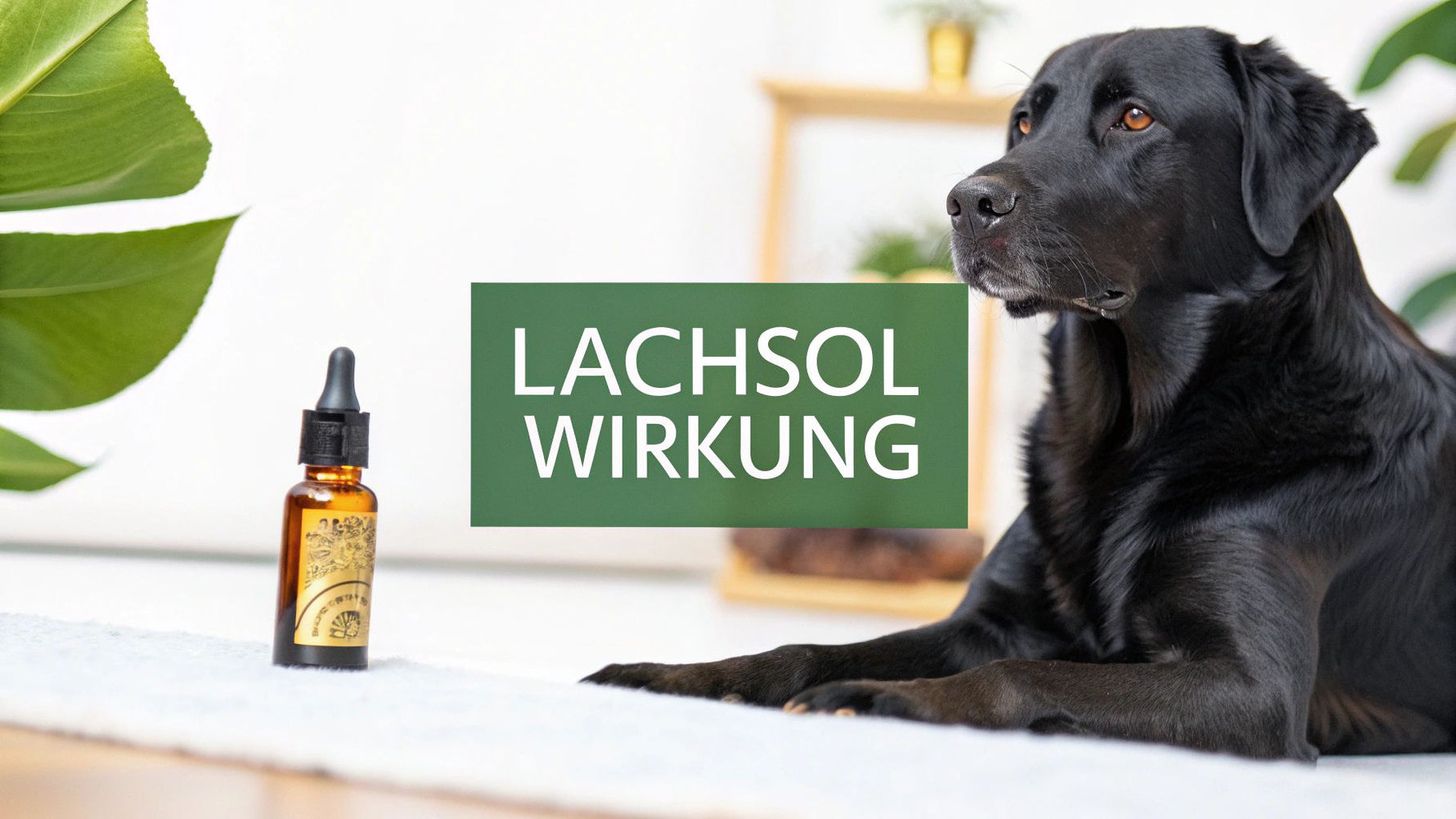 lachsöl hunde wirkung: Vorteile für Gesundheit & Fell