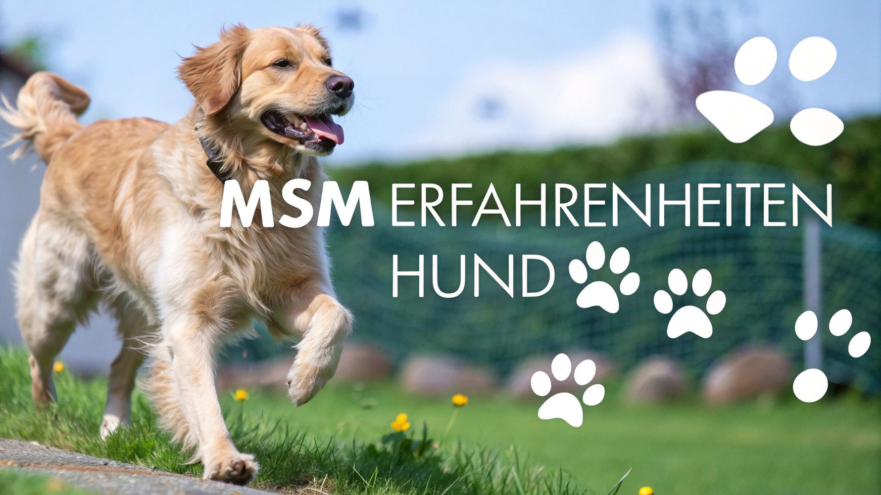 MSM Erfahrungen Hund: Wirklichkeit & Tipps für gesunde Gelenke
