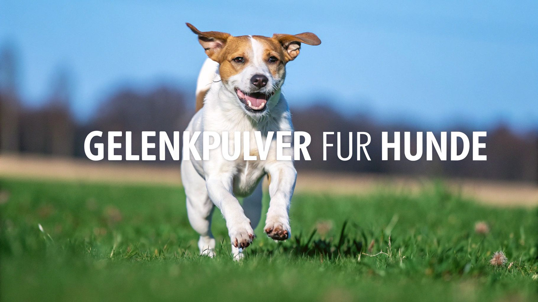 Gelenkpulver für Hunde: Tipps & Empfehlungen für gesunde Gelenke