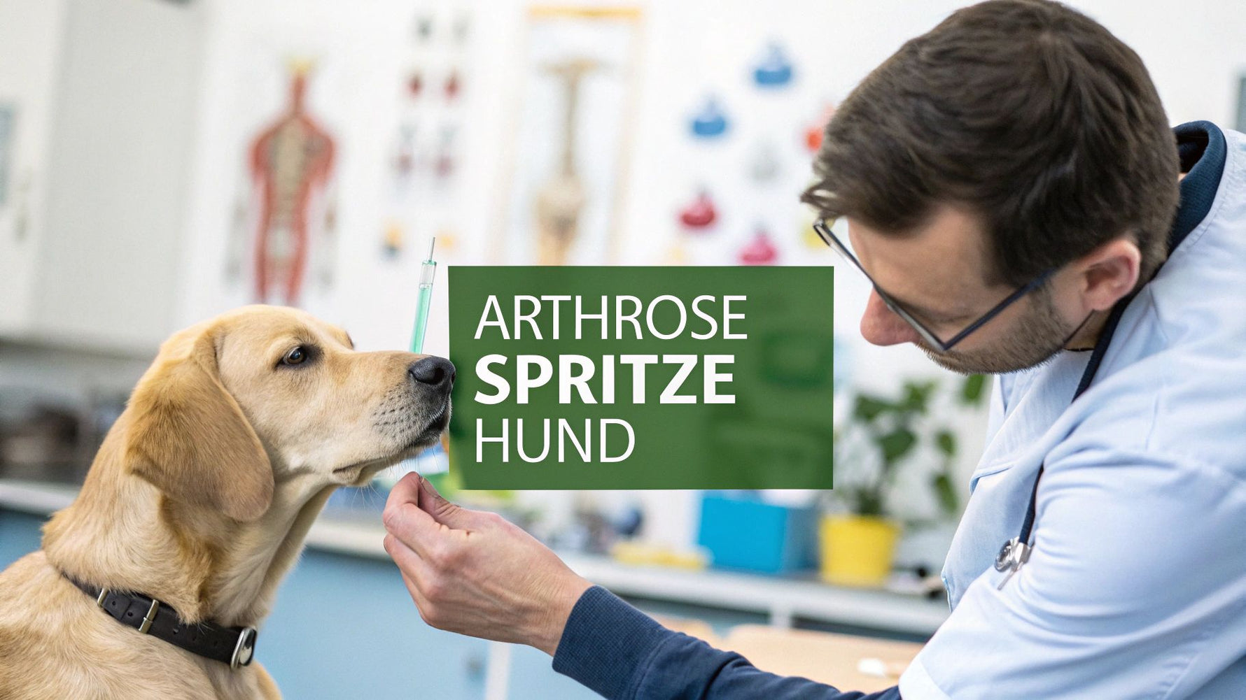 Arthrose Spritze Hund: Effektive Behandlung für Ihr Tier