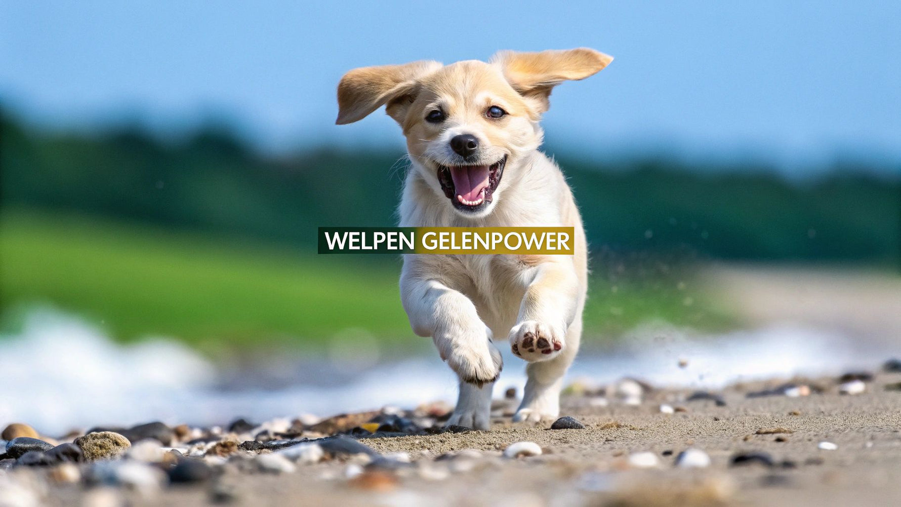 Grünlippmuschel für Welpen: Der ultimative Guide für Ihren Welpen