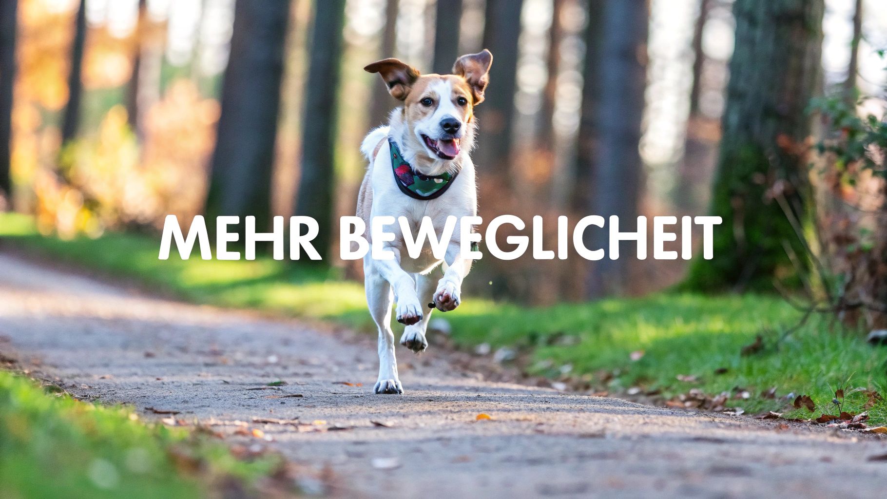 Hunde Nahrungsergänzung Gelenke: Mehr Beweglichkeit für Ihren Hund