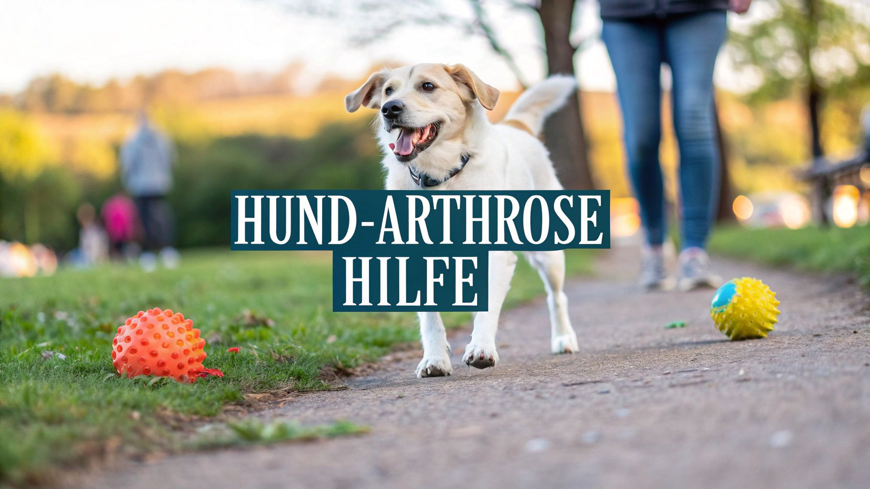 Was hilft bei Arthrose Hund? 6 bewährte Methoden für 2025