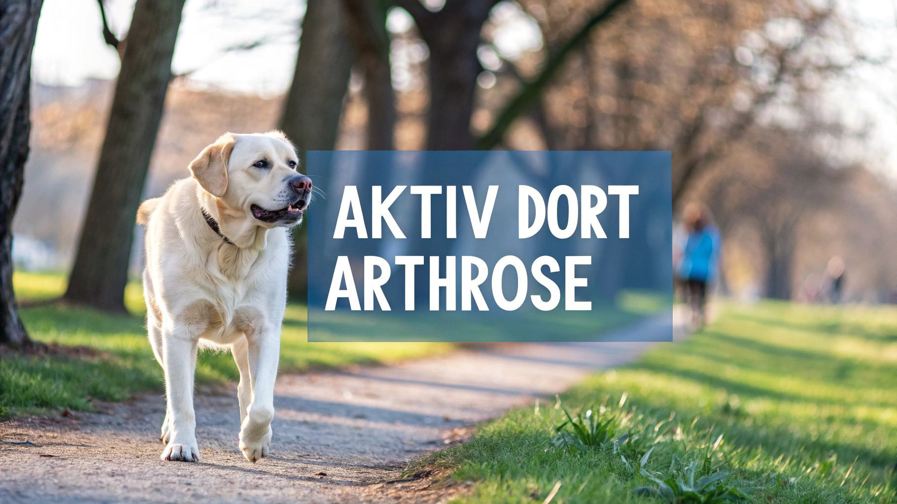 Arthrose beim Hund – Symptome, Ursachen und was wirklich hilft