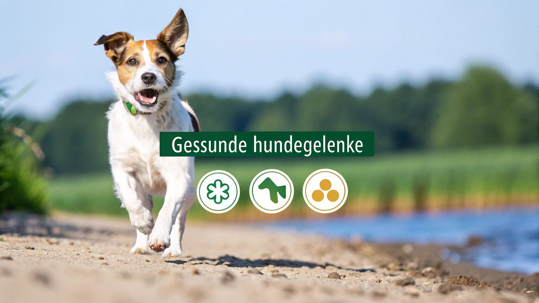 Nahrungsergänzung Hund Gelenke: Mehr Beweglichkeit für Ihren Hund