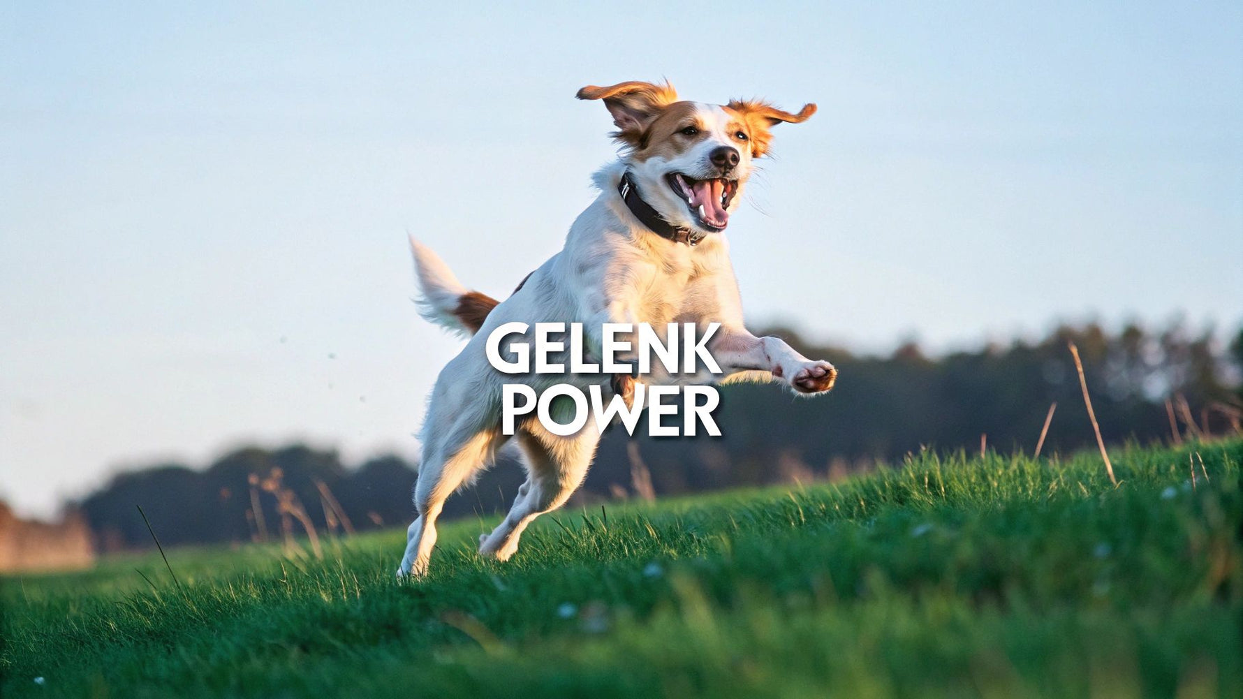 Glucosamine & MSM für Hunde: Gesundheits-Guide