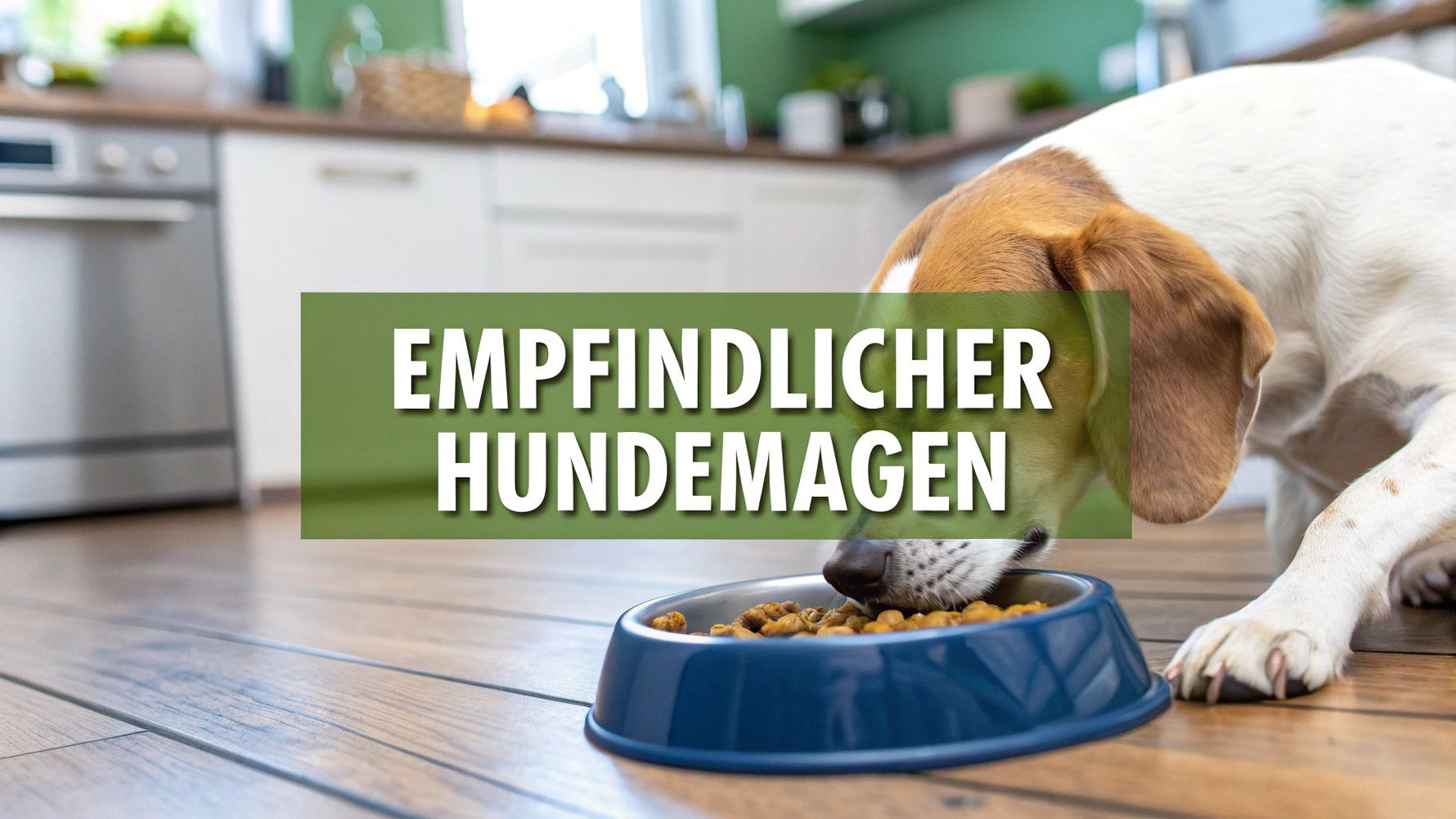 Ratgeber Hundefutter für empfindlichen Magen