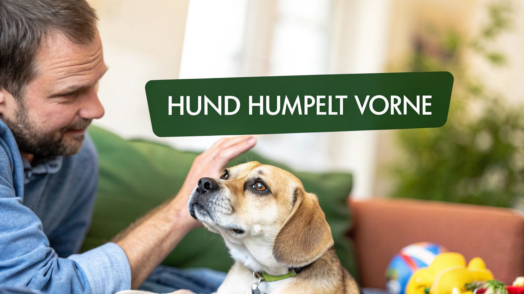Hund humpelt plötzlich vorne Was jetzt zu tun ist