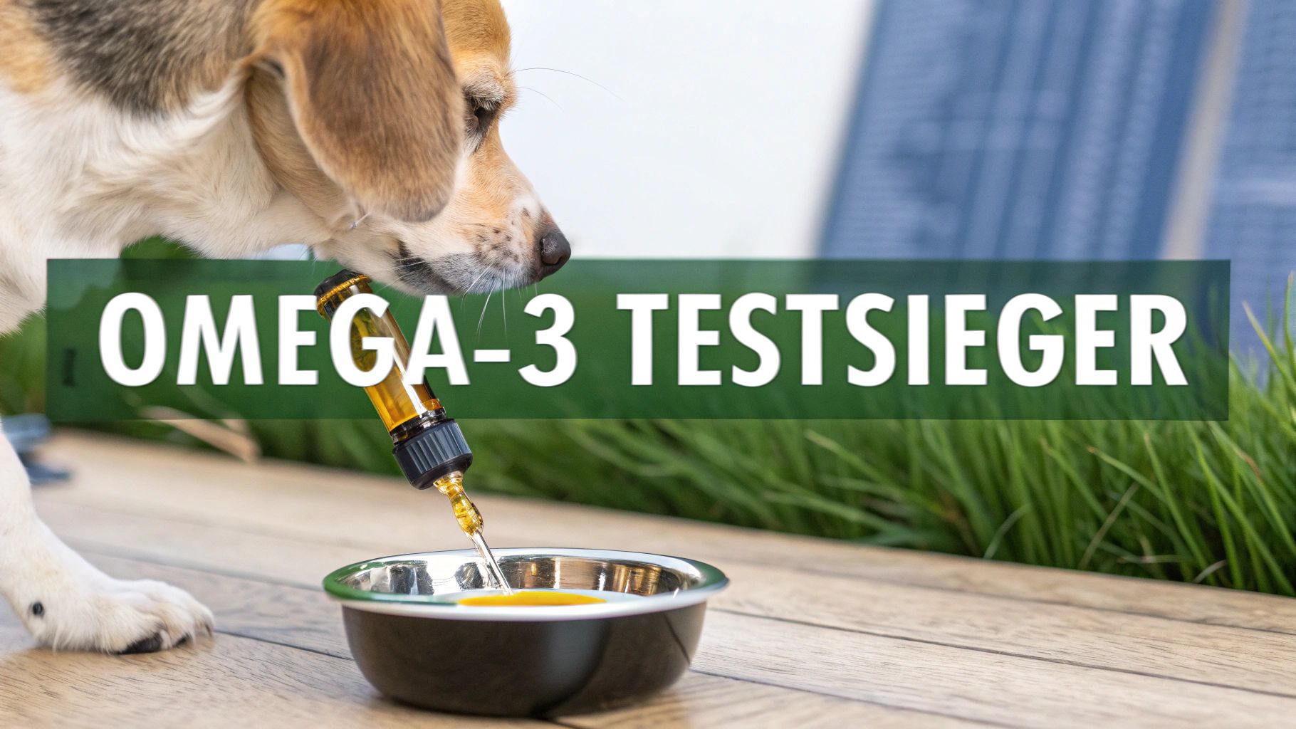 Omega 3 für Hunde Testsieger die besten Öle im Vergleich