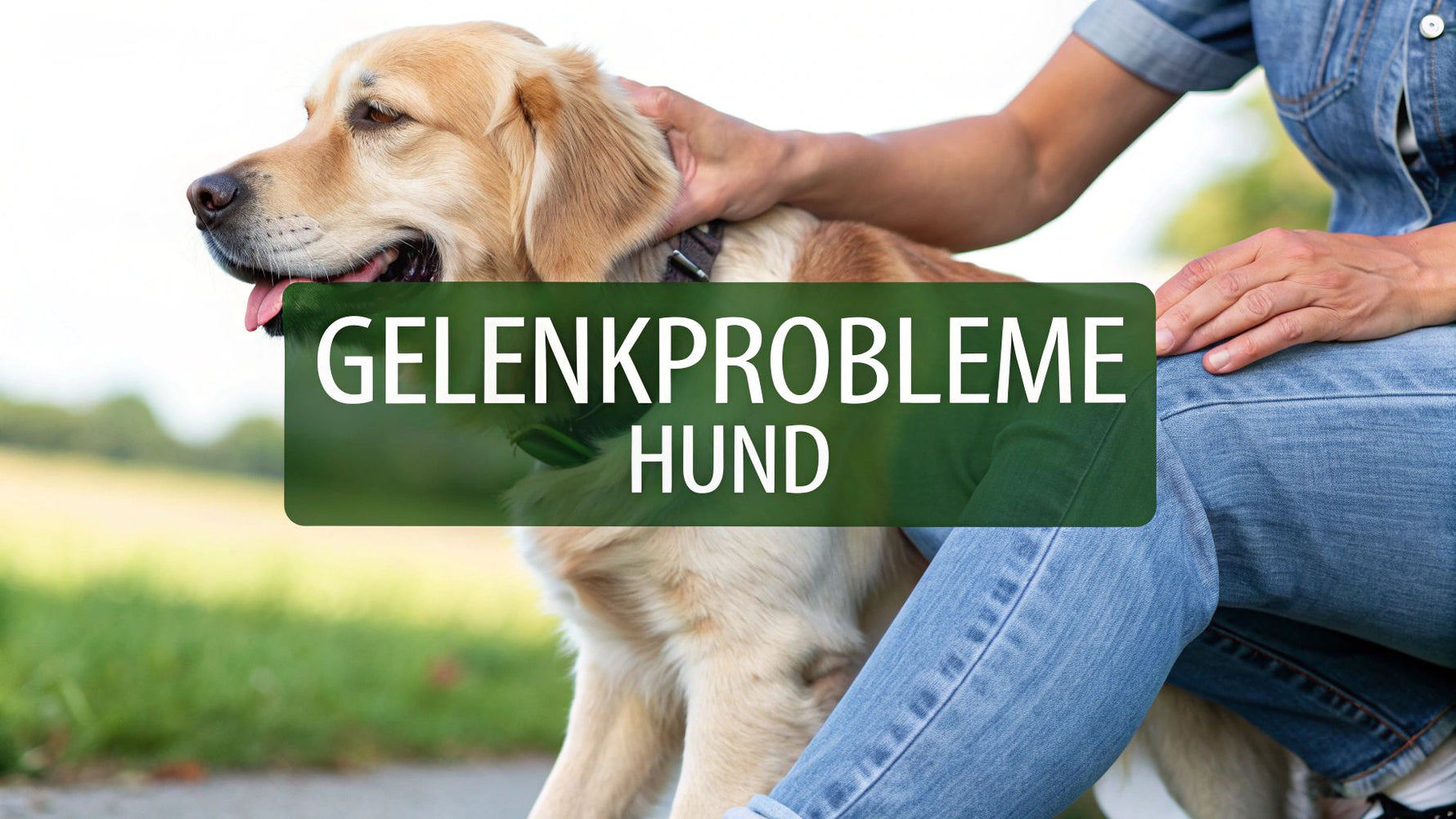 Gelenkprobleme Hund erkennen & richtig behandeln