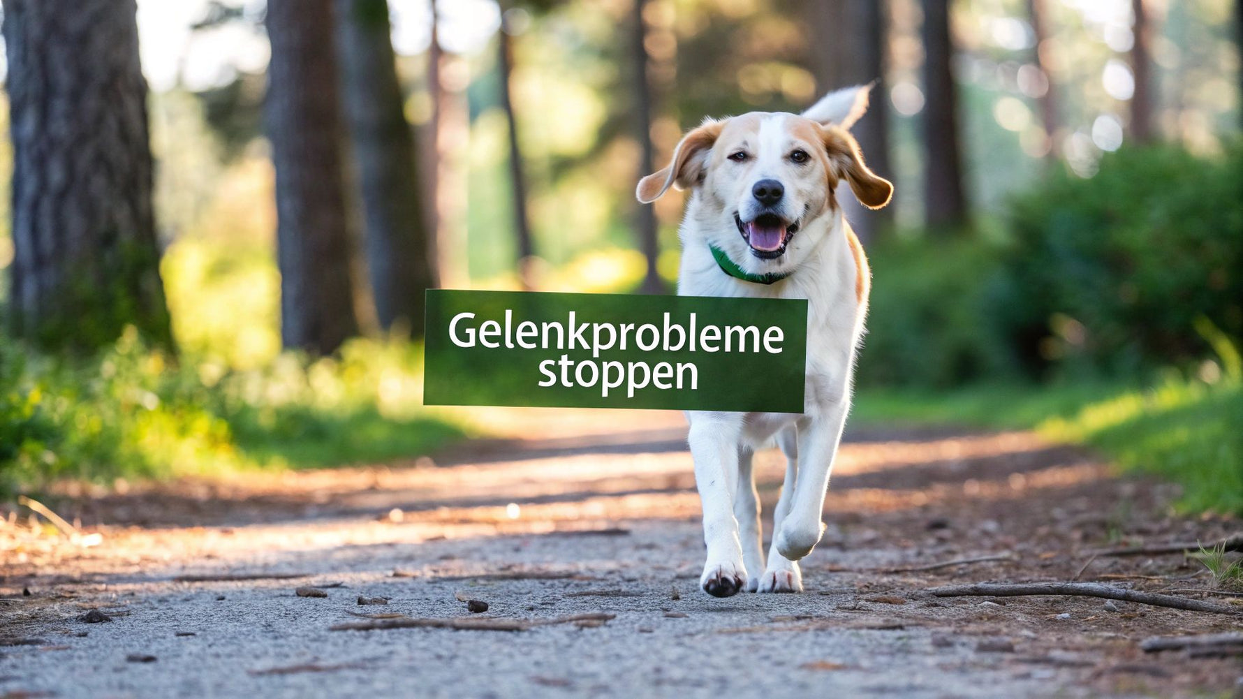 Gelenkprobleme Hund was hilft: So können Sie Ihrem Vierbeiner helfen