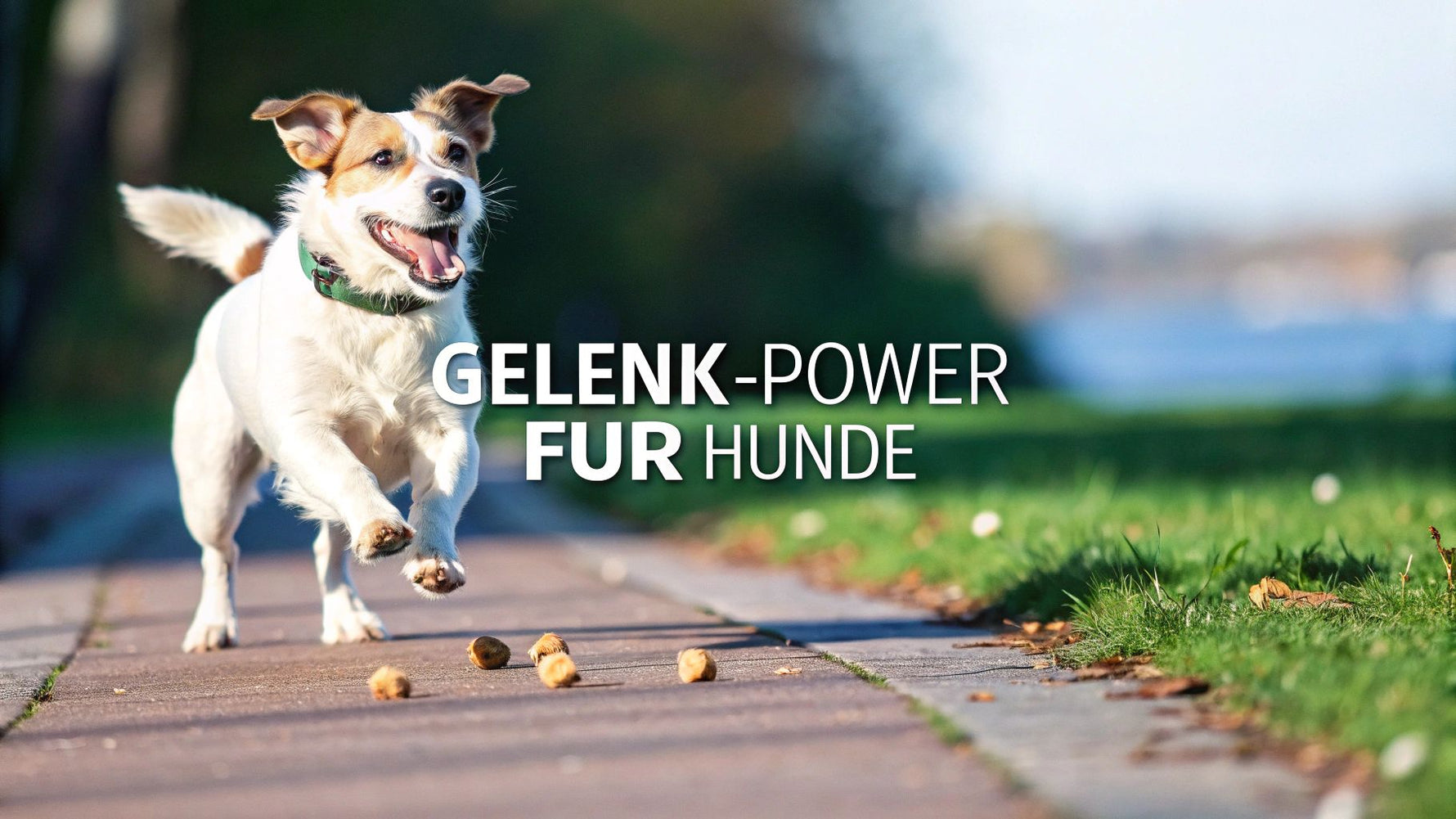Gelenktabletten für hunde der ultimative ratgeber
