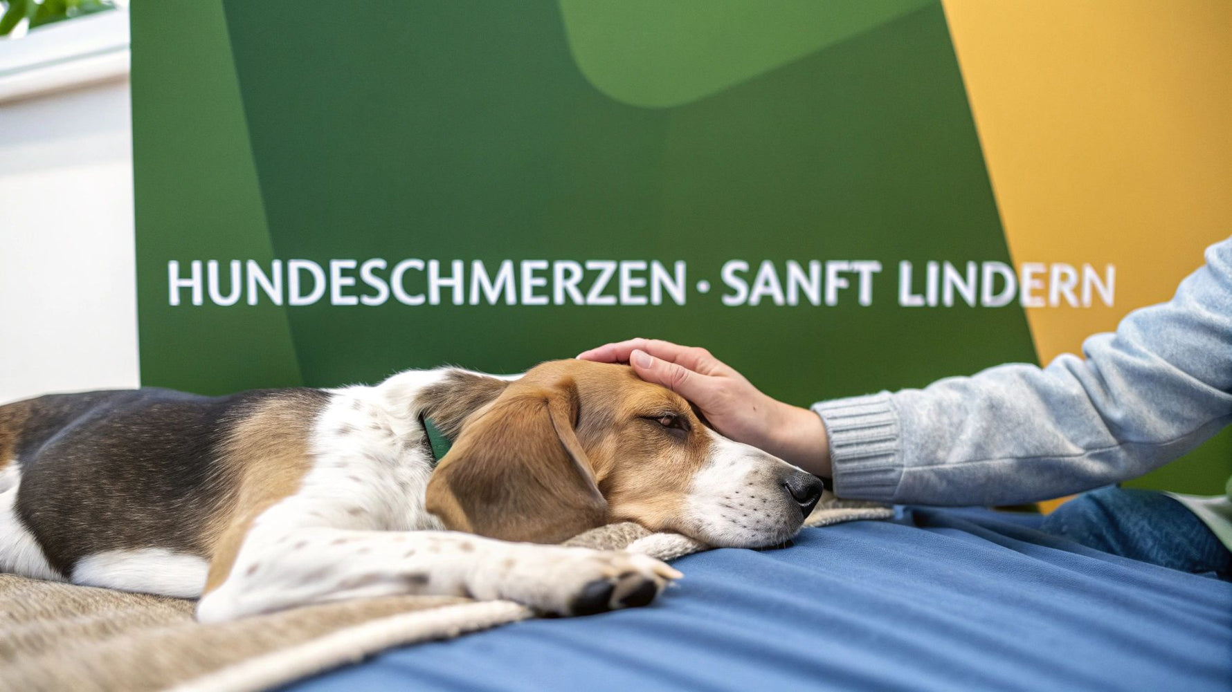 Hund schmerzen hausmittel die wirklich helfen