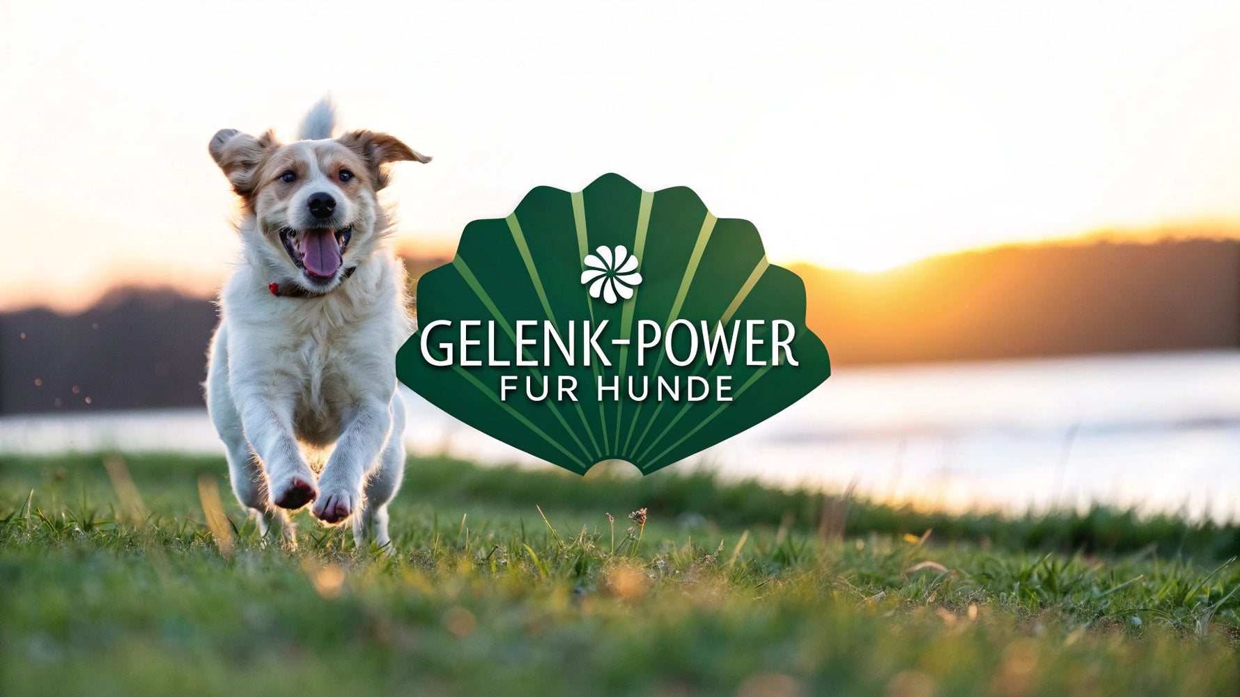 Grünlippmuschel Hund: Natürliche Unterstützung für Gelenke