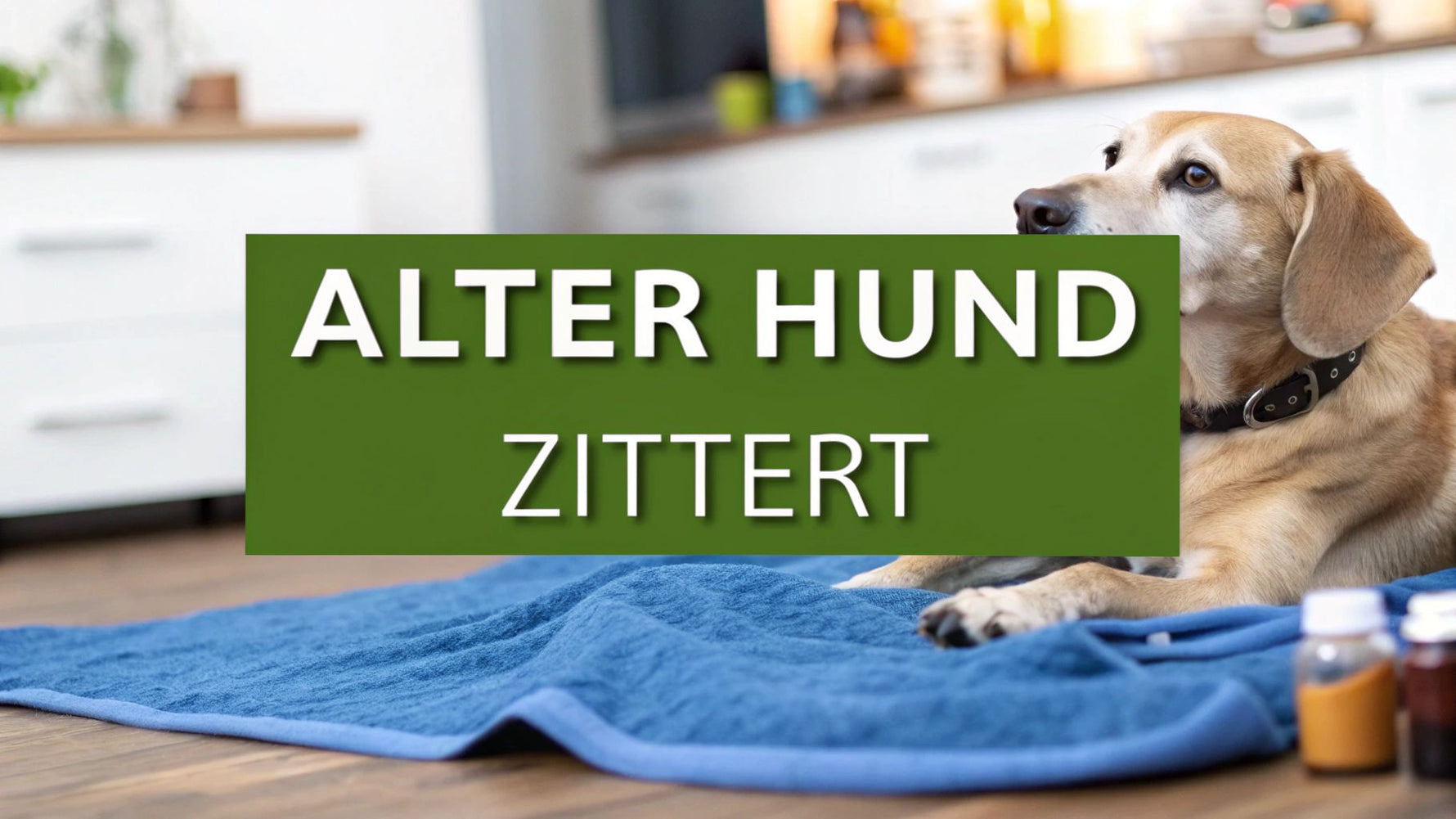 Alter Hund zittert am ganzen Körper? Ursachen & Tipps