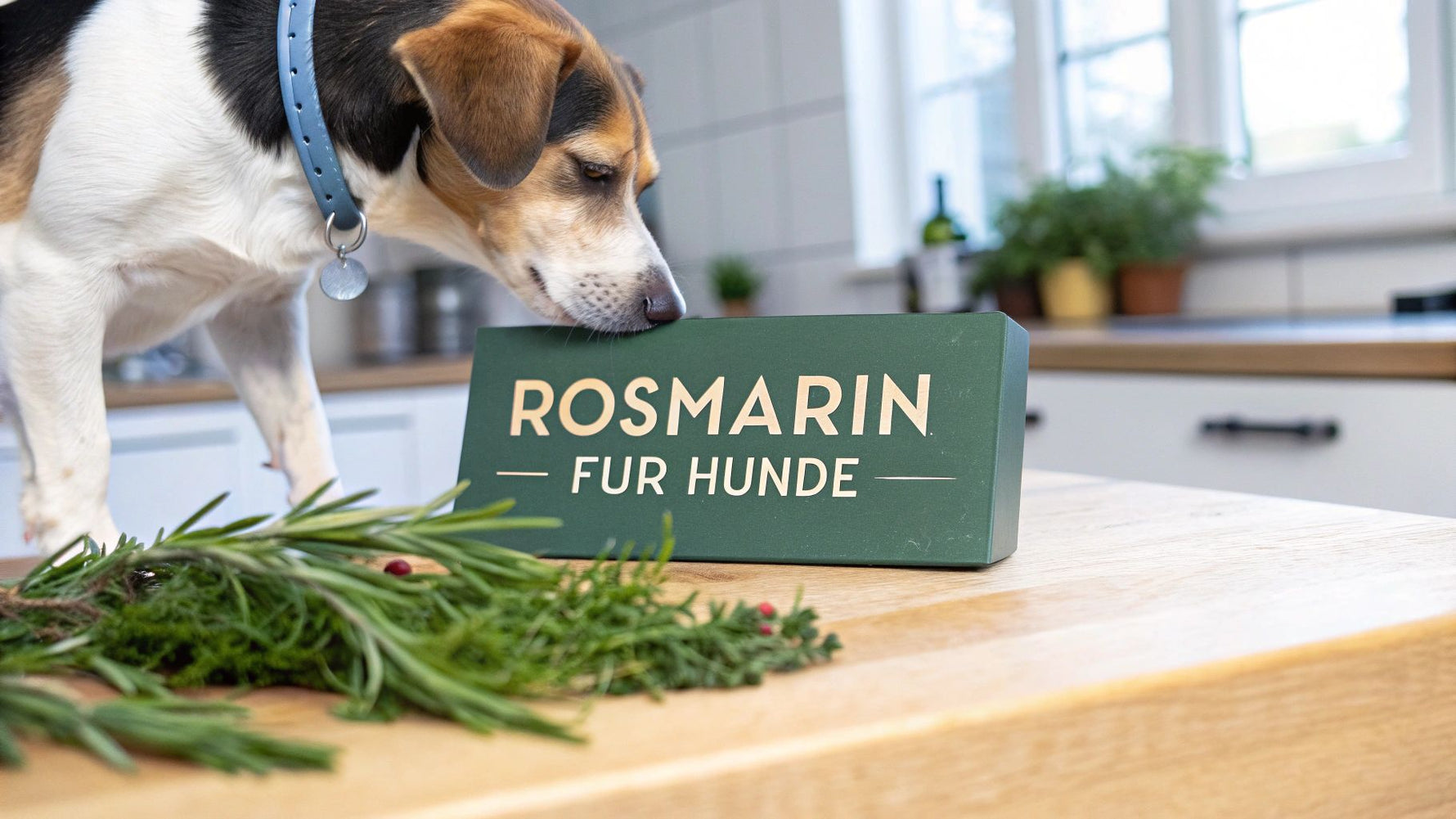 Rosmarin für Hunde Ein kompletter Ratgeber