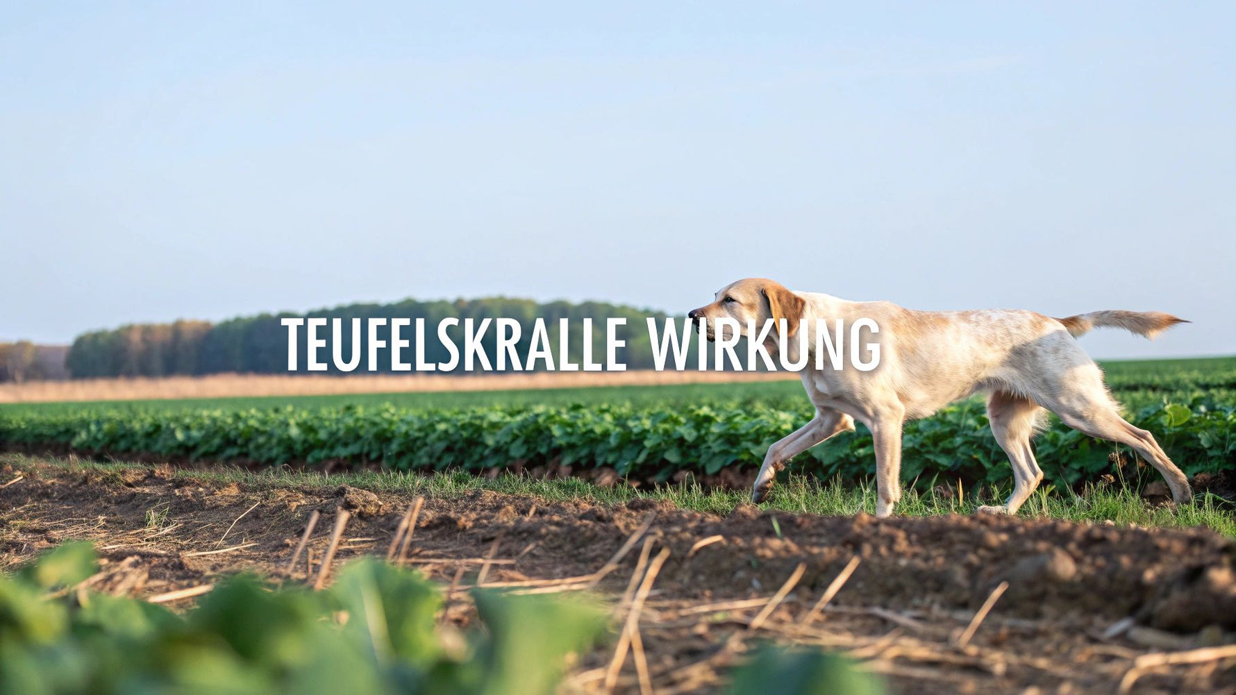 Teufelskralle für Hunde Wirkung erklärt