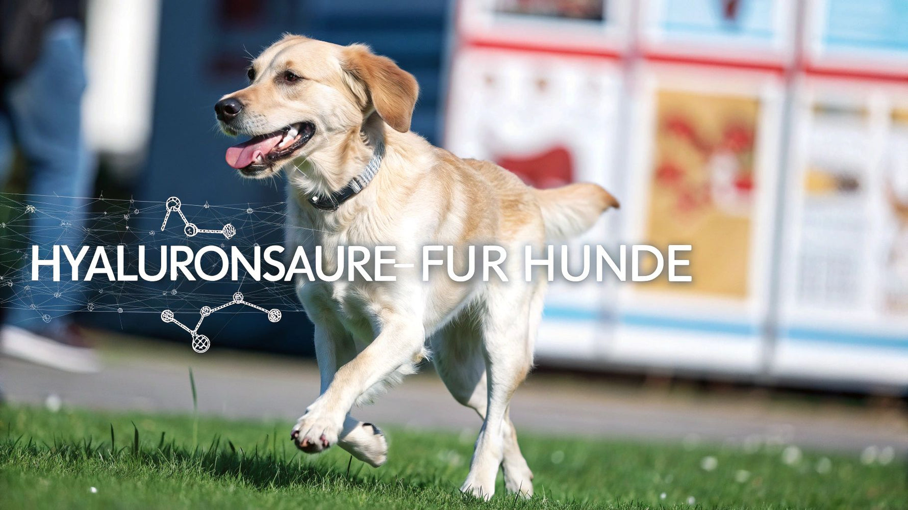 Hyaluronsäure für den Hund erklärt
