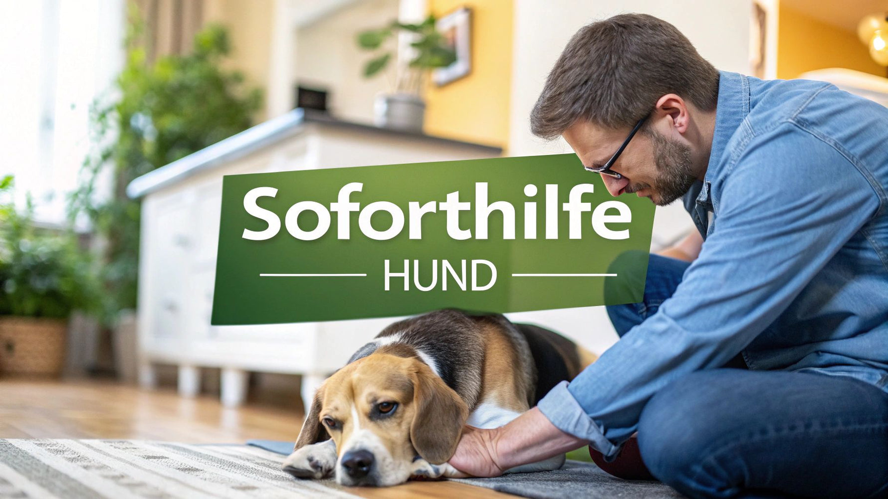 Hund kann nicht mehr aufstehen? Sofort handeln & Ursachen verstehen
