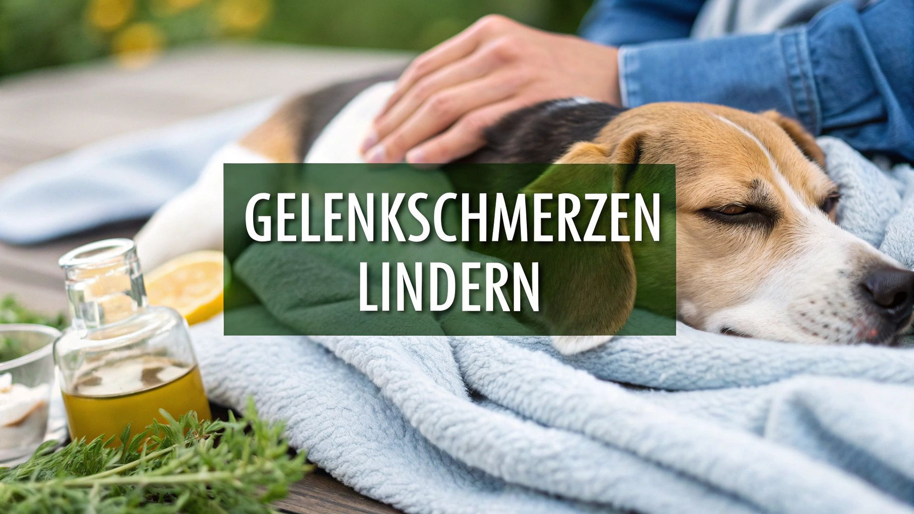 Hund Gelenkschmerzen Hausmittel: 7 bewährte Tipps für 2025