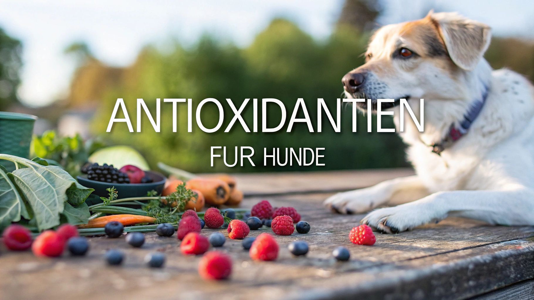 Antioxidantien für hunde Was wirklich wichtig ist