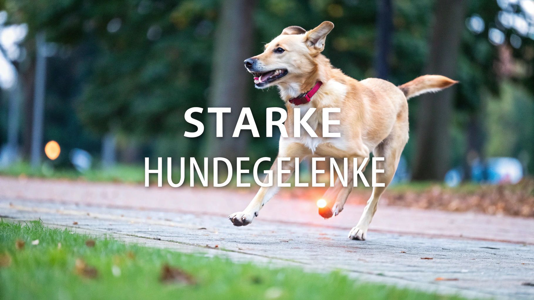 Gelenk Nahrungsergänzung Hund – Top Tipps & Empfehlungen