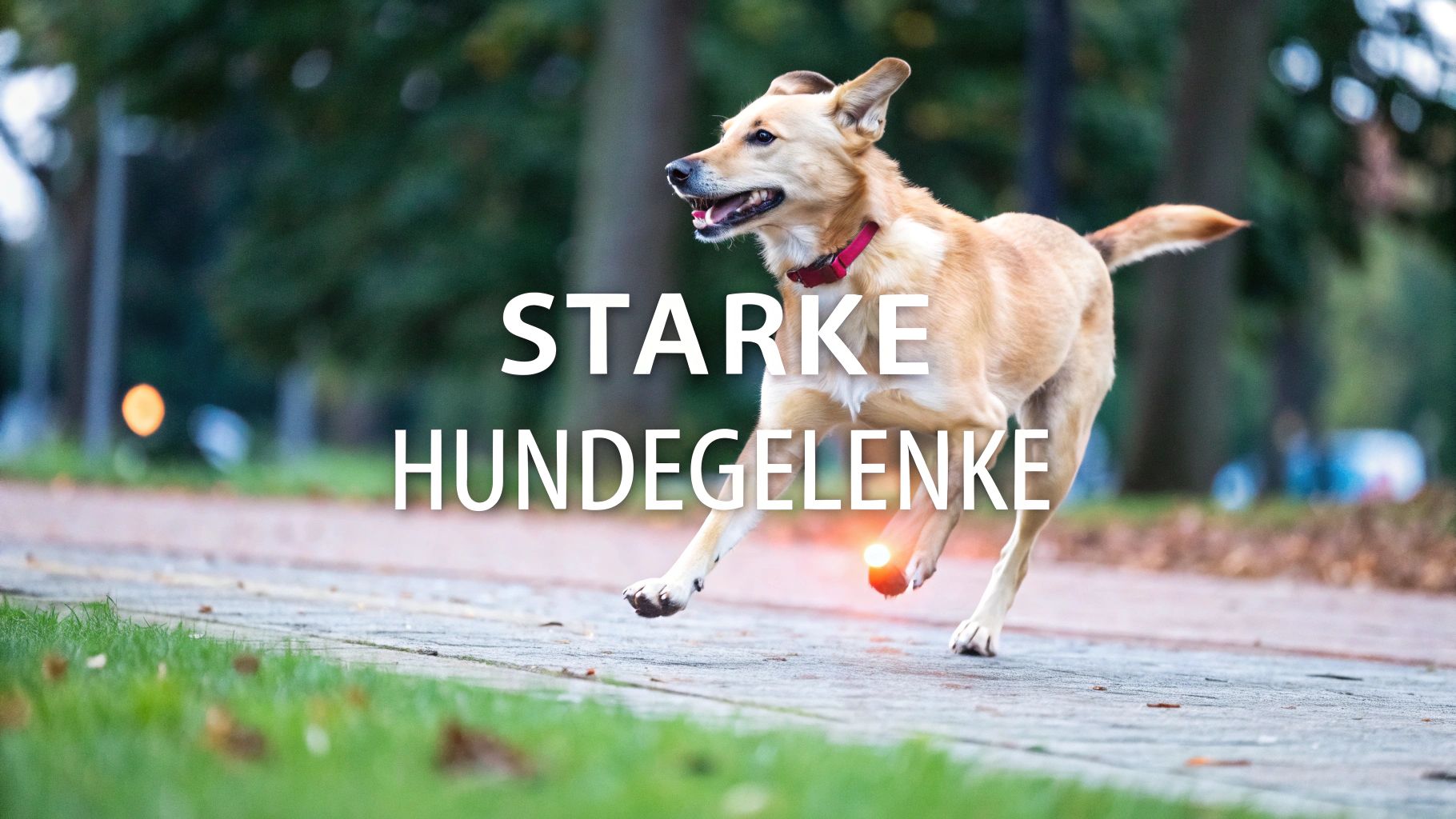 Gelenk Nahrungsergänzung Hund – Top Tipps & Empfehlungen