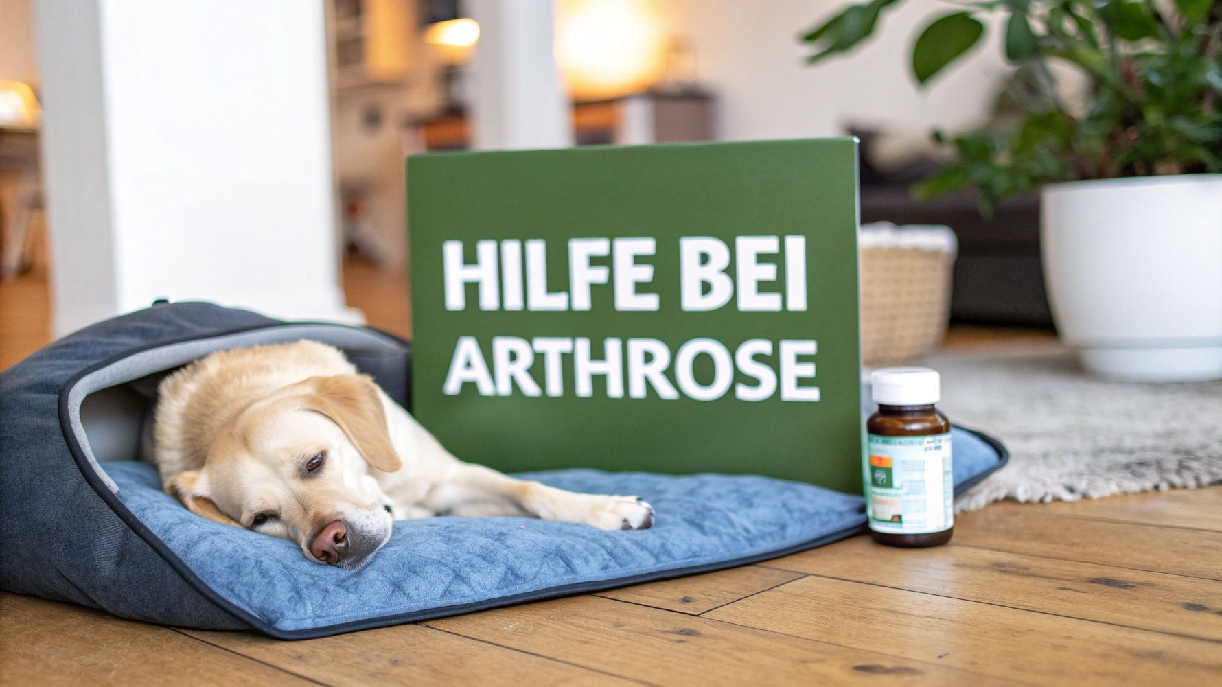 Was tun bei Arthrose beim Hund? Tipps & Hilfe