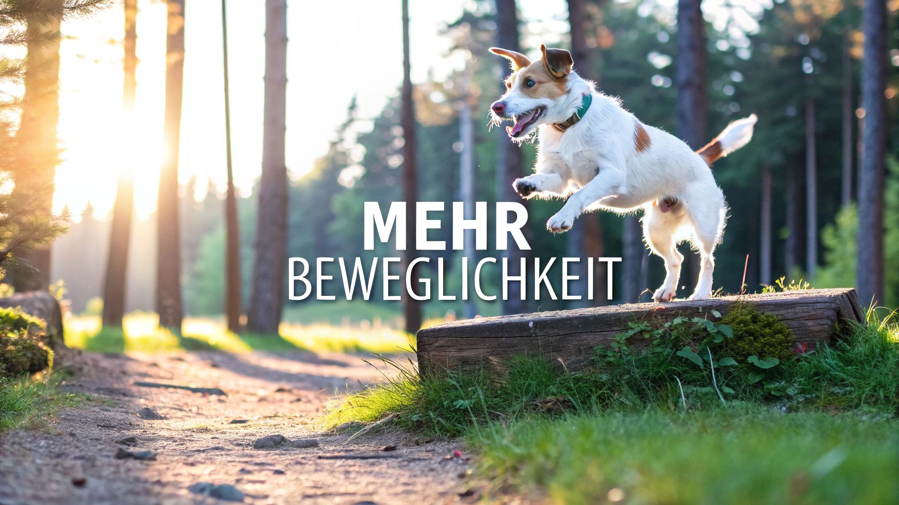 Hund Gelenke Nahrungsergänzung für mehr Beweglichkeit