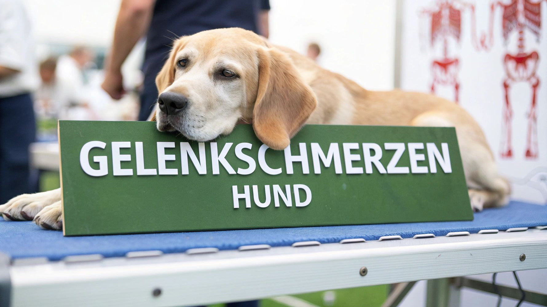 Gelenkschmerzen bei hunden erkennen und behandeln