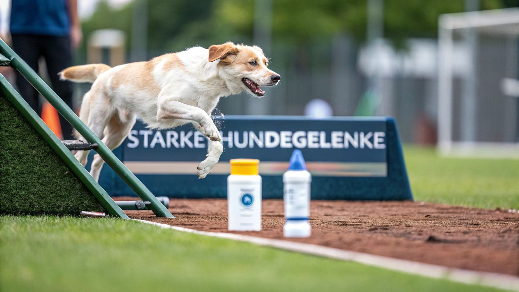 Hund gelenke stärken für ein agiles leben
